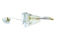 Lantanophaga pusillidactyla