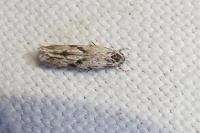 Stenolechia gemmella