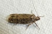 Psoricoptera gibbosella