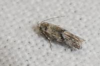 Stenolechia gemmella