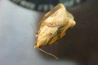Clepsis consimilana