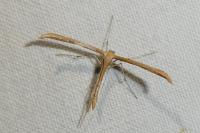 Emmelina monodactyla