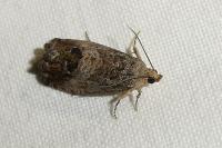 Cydia splendana