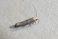 Paraswammerdamia nebulella