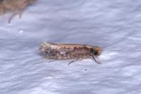 Monopis crocicapitella
