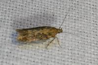 Scrobipalpa ocellatella