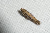 Scrobipalpa ocellatella