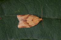 Clepsis consimilana