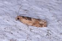 Crocidosema plebejana