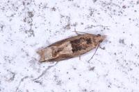 Crocidosema plebejana