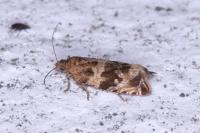 Celypha cespitana