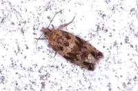 Celypha cespitana