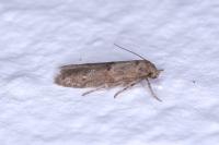 Blastobasis phycidella