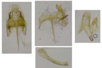 Caryocolum marmoreum marmoreum