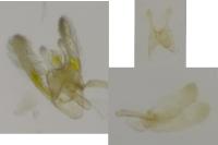 Elachista biatomella