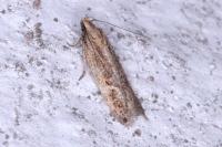 Mirificarma mulinella