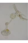 Batia lunaris