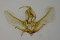Cnephasia incertana