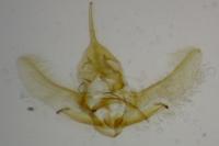 Cnephasia incertana
