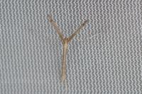 Agdistis bennetii