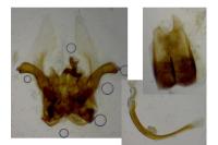 Agdistis bennetii