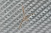 Agdistis bennetii