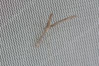 Agdistis tamaricis