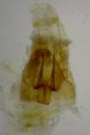 Agdistis tamaricis