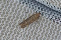 Scrobipalpa instabilella