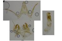 Scrobipalpa instabilella