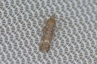 Scrobipalpa instabilella