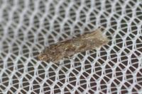 Scrobipalpa salinella