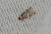 Oegoconia deauratella