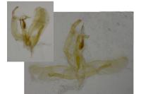 Oegoconia deauratella