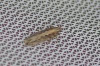 Scrobipalpa suaedella