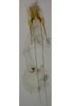 Scrobipalpa suaedella