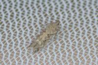 Scrobipalpa instabilella