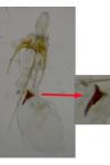 Scrobipalpa instabilella