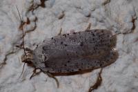 Agonopterix gr. adspersella