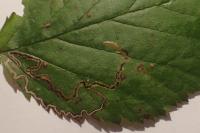 Stigmella aurella