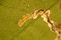Stigmella aurella