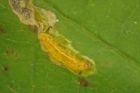 Stigmella aurella