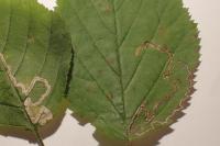 Stigmella aurella