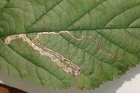Stigmella aurella