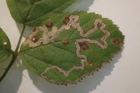 Stigmella aurella