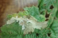 Coptotriche marginea