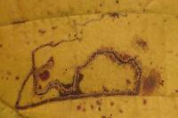 Stigmella microtheriella