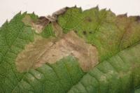 Coptotriche marginea