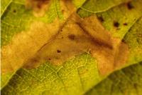 Coptotriche marginea
