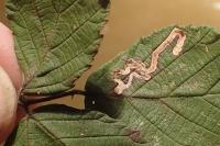 Stigmella aurella